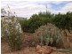 421 Riverview Drive, Berri SA 5343