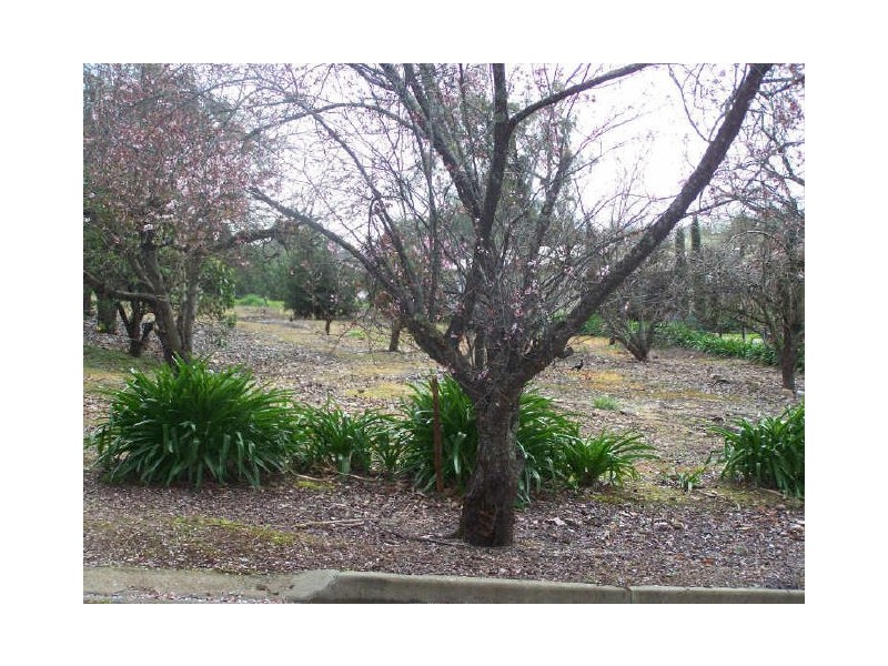 25 Tilbrook Avenue, Clare SA 5453