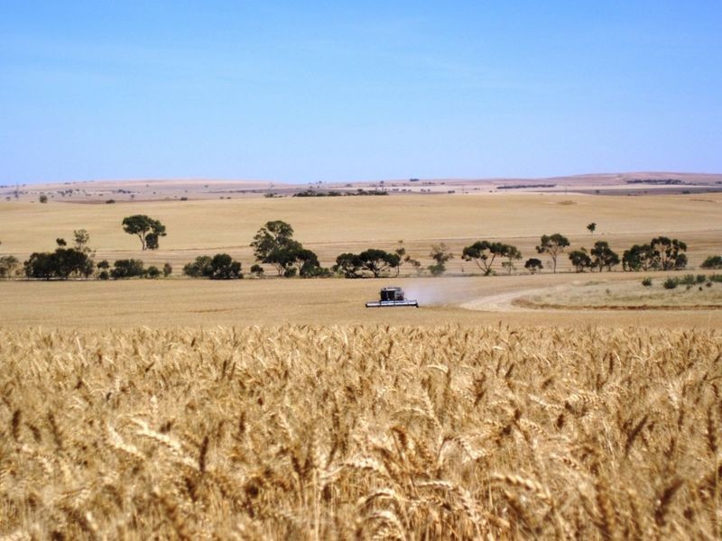 Yacka Koolunga Road, Koolunga SA 5464