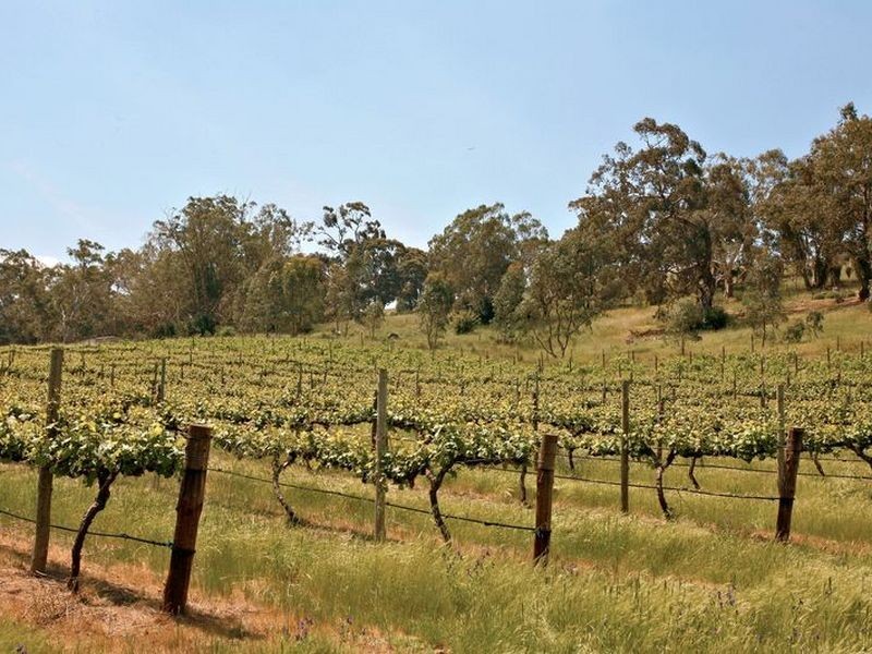 Solly’s Hill Road, Watervale SA 5452