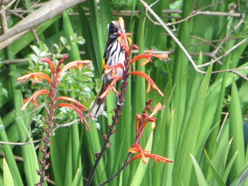 7 Preston Street, Elizabeth Downs SA 5113