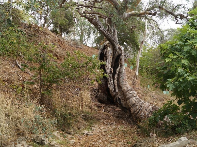Lot 23 Goulds Creek Road, One Tree Hill SA 5114