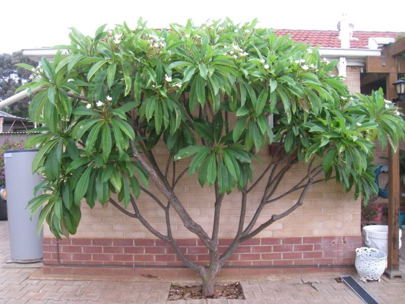 12 Marnhull Street, Elizabeth Grove SA 5112