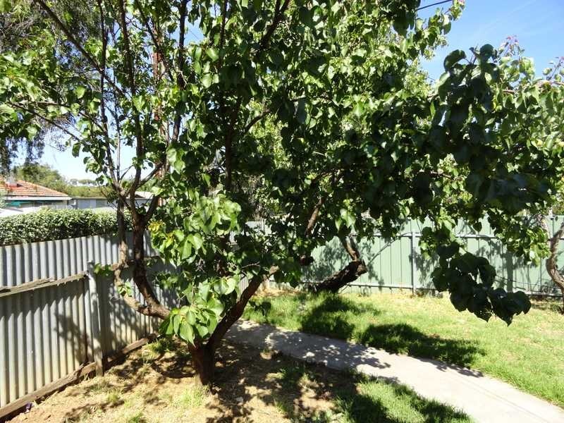 8 Hart Street, Campbelltown SA 5074