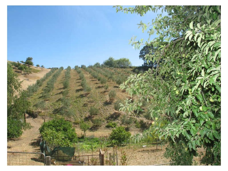 Lot 24 Lobethal Road, Ashton SA 5137