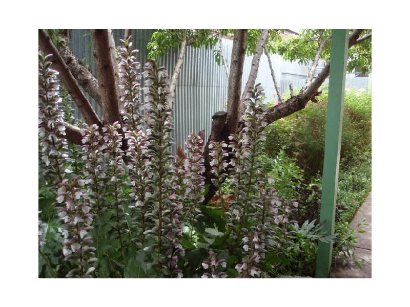 2/52 NEWTON ROAD (FACING DALE ST), Campbelltown SA 5074