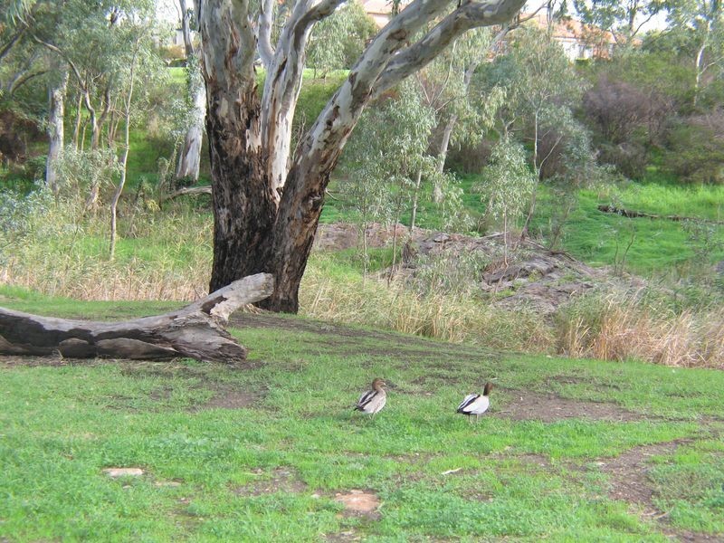 Lot 4 Pecan Close, Highbury SA 5089