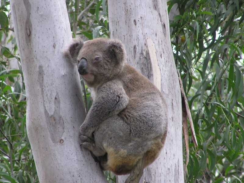 8 Waratah Way, Stonyfell SA 5066