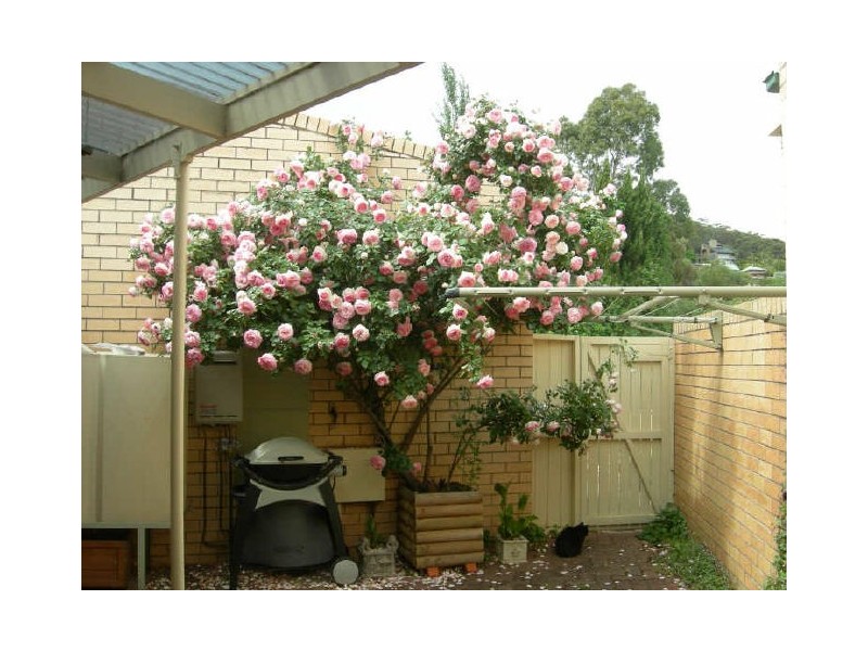 4/4 Alton Avenue, Torrens Park SA 5062