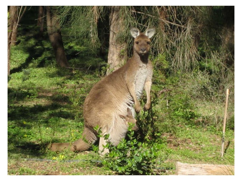 Lot 2 Strout Road, Mclaren Vale SA 5171