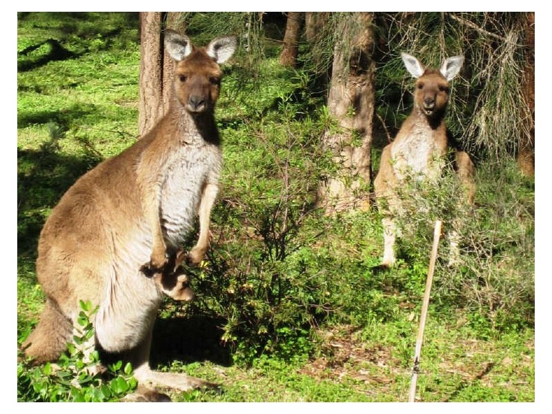 Lot 2 Strout Road, Mclaren Vale SA 5171