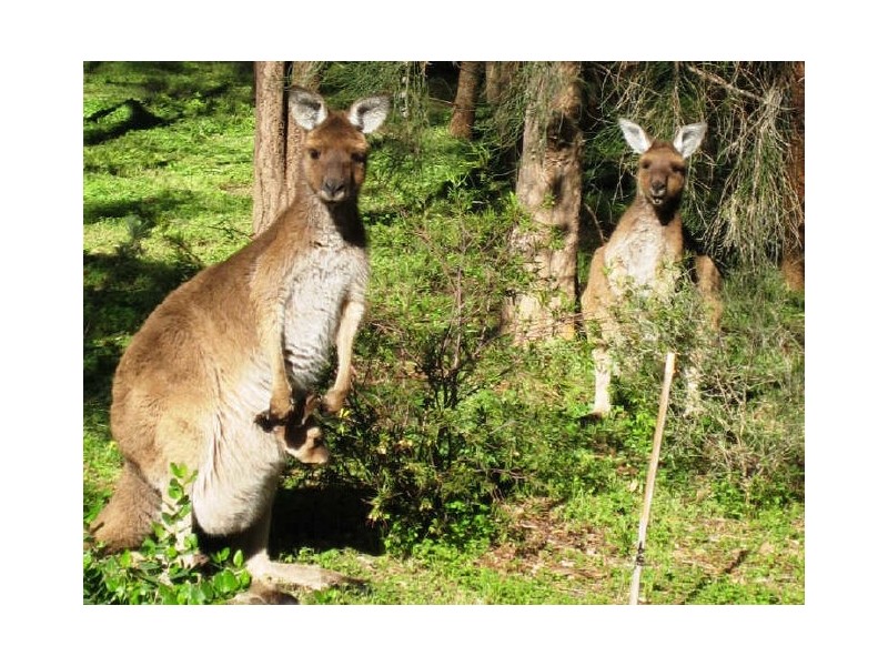 Lot 2 Strout Road, Mclaren Vale SA 5171