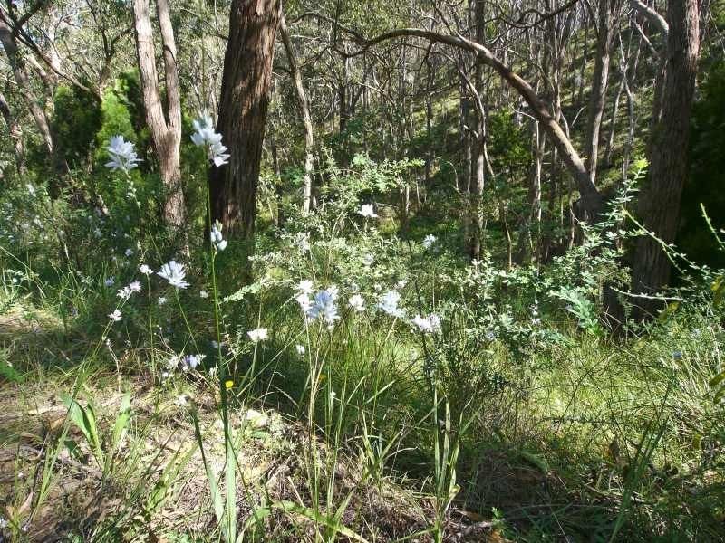 Lot 42 Green Valley Road, Norton Summit SA 5136