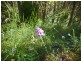 Lot 42 Green Valley Road, Norton Summit SA 5136