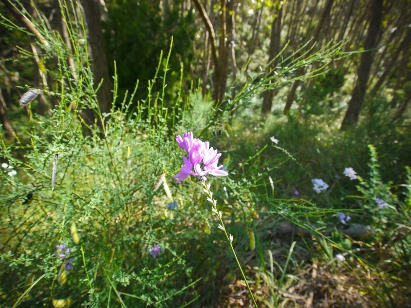 Lot 42 Green Valley Road, Norton Summit SA 5136