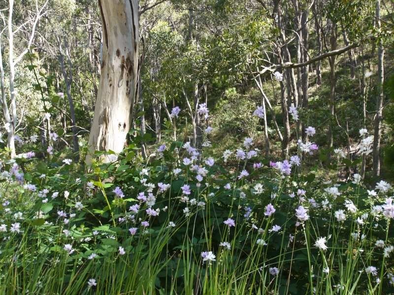 Lot 42 Green Valley Road, Norton Summit SA 5136