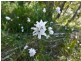 Lot 42 Green Valley Road, Norton Summit SA 5136