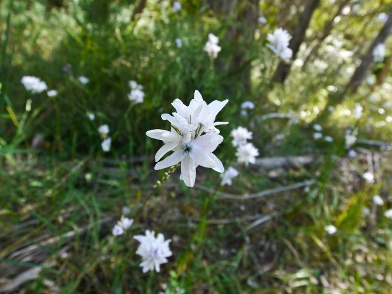 Lot 42 Green Valley Road, Norton Summit SA 5136