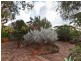 44 Royal Avenue, Burnside SA 5066