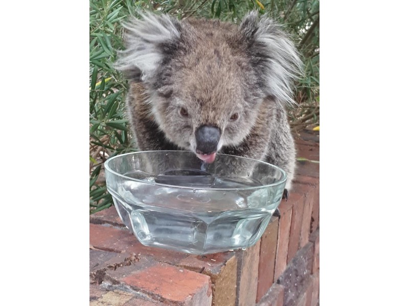 10 St Andrews Avenue, Mount Osmond SA 5064