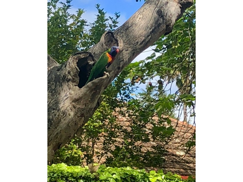 25 Fifth Avenue, St Peters SA 5069