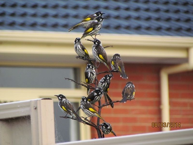 2 Barzona Street, Mount Barker SA 5251