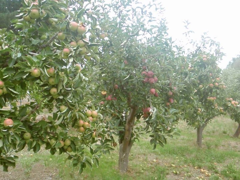 1387 Brookman Road, Hope Forest SA 5172