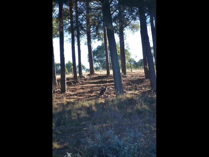 1387 Brookman Road, Hope Forest SA 5172