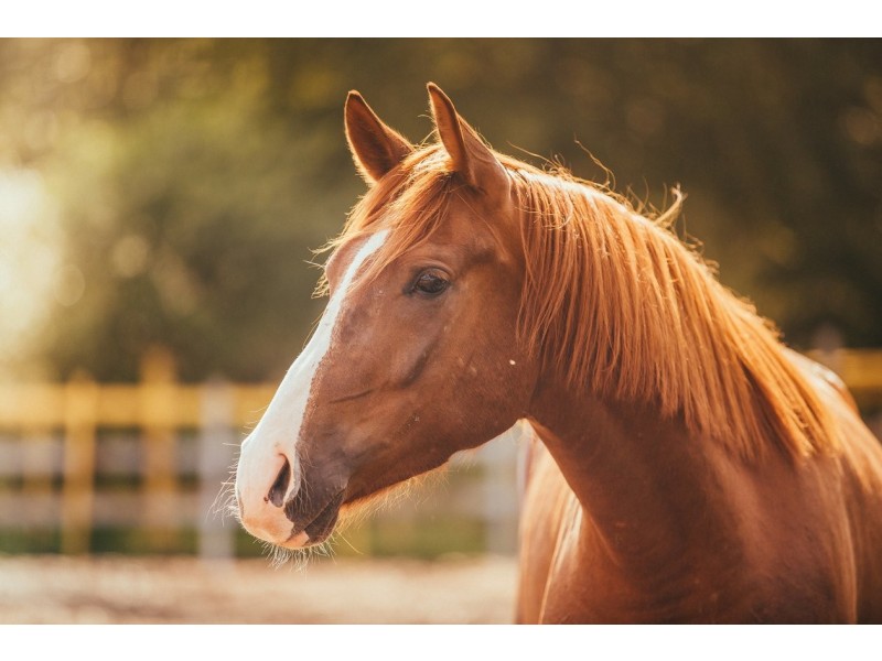 427 Croft Road, Lenswood SA 5240