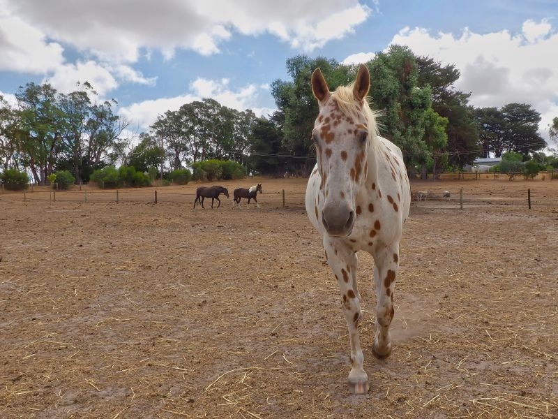 838 Flaxley Road, Flaxley SA 5153