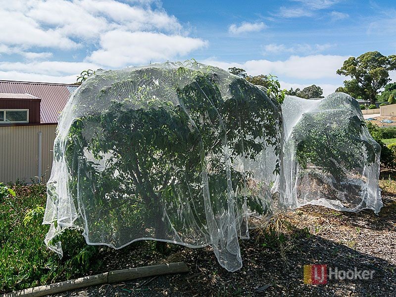 36 Claret Ash Drive, Mount Barker SA 5251