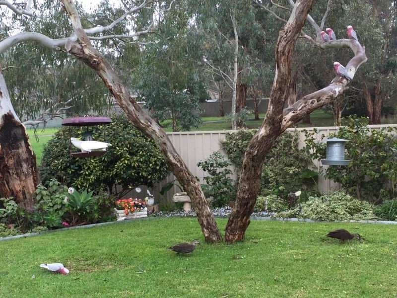 8/11 Britannia Road, Nairne SA 5252