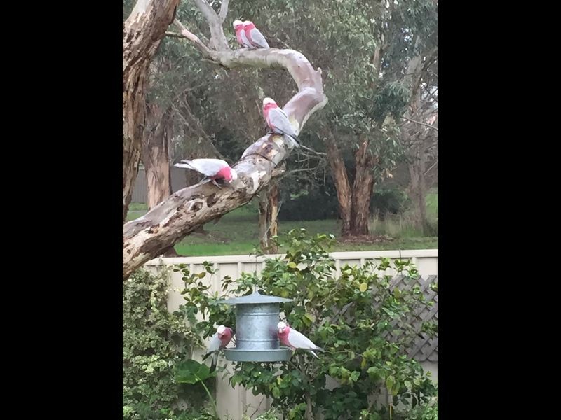 8/11 Britannia Road, Nairne SA 5252