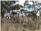 Lot 6409 Sheoak Hill Road, Mount Torrens SA 5244