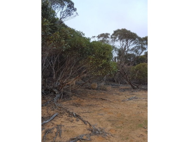 Lot 3 Sandalwood Road, Karoonda SA 5307