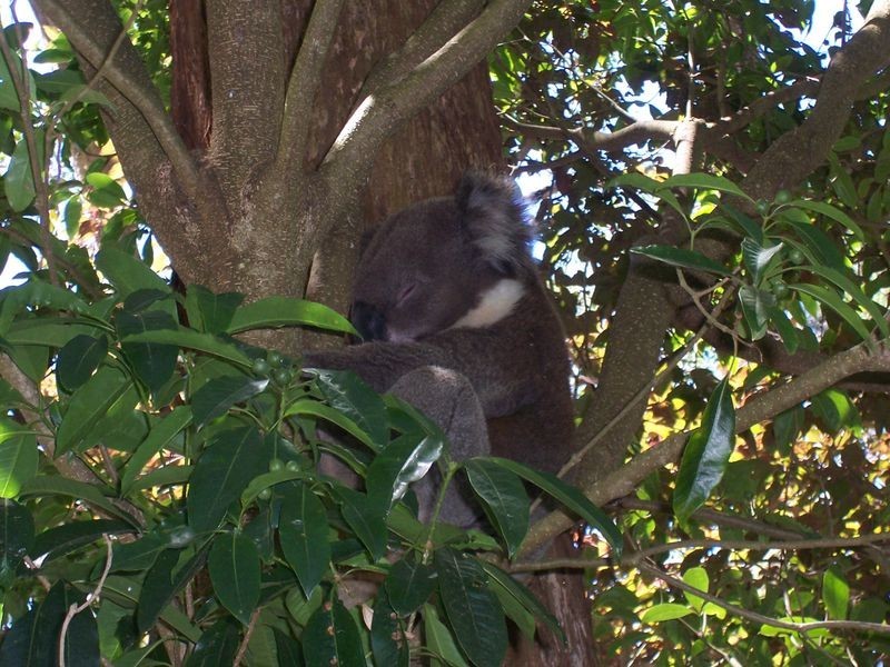 57 Cricklewood Road, Aldgate SA 5154