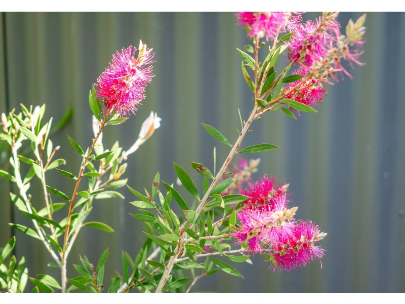 6 Riverview Drive, Callington SA 5254