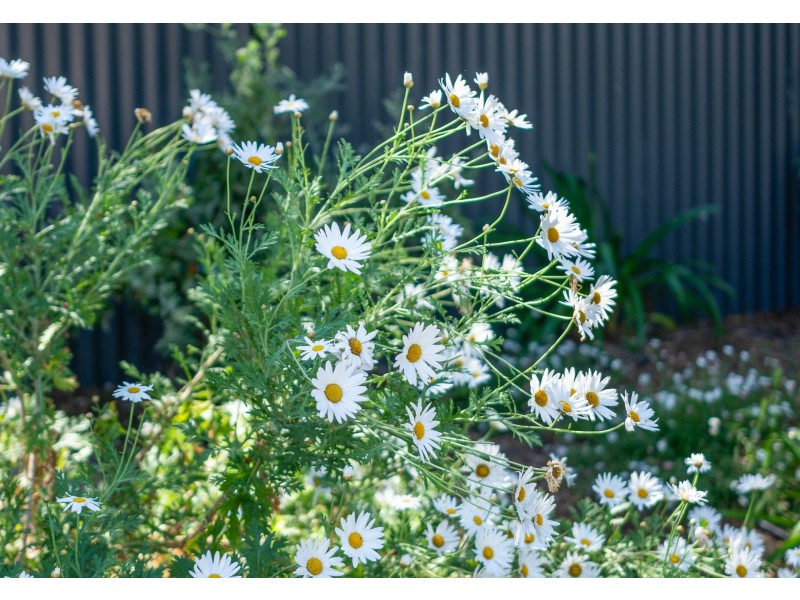 6 Riverview Drive, Callington SA 5254