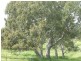 Lot 1/ Springs Road, Mount Barker SA 5251