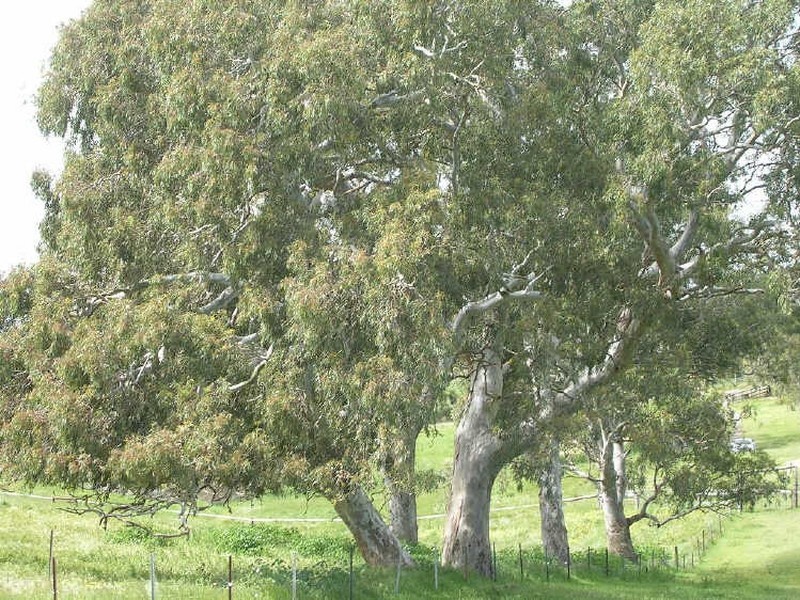Lot 1/ Springs Road, Mount Barker SA 5251