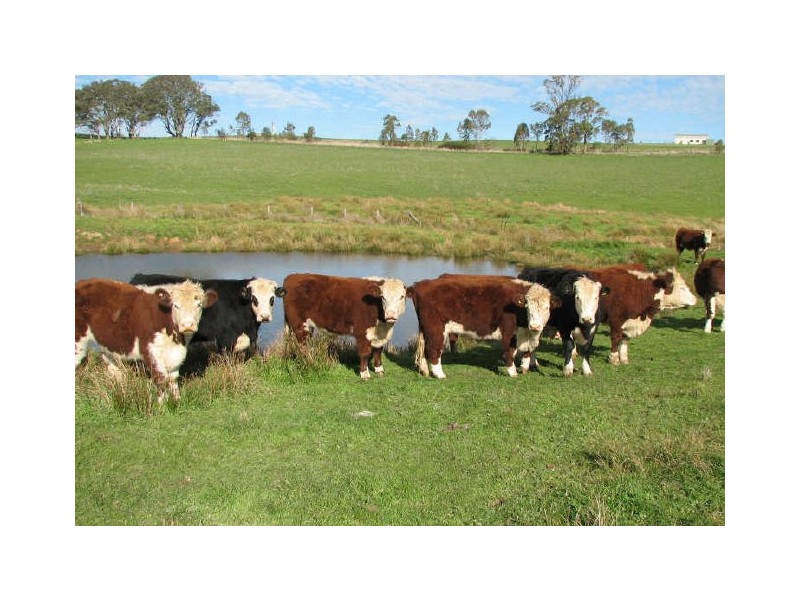 Williams Road, Mount Barker SA 5251