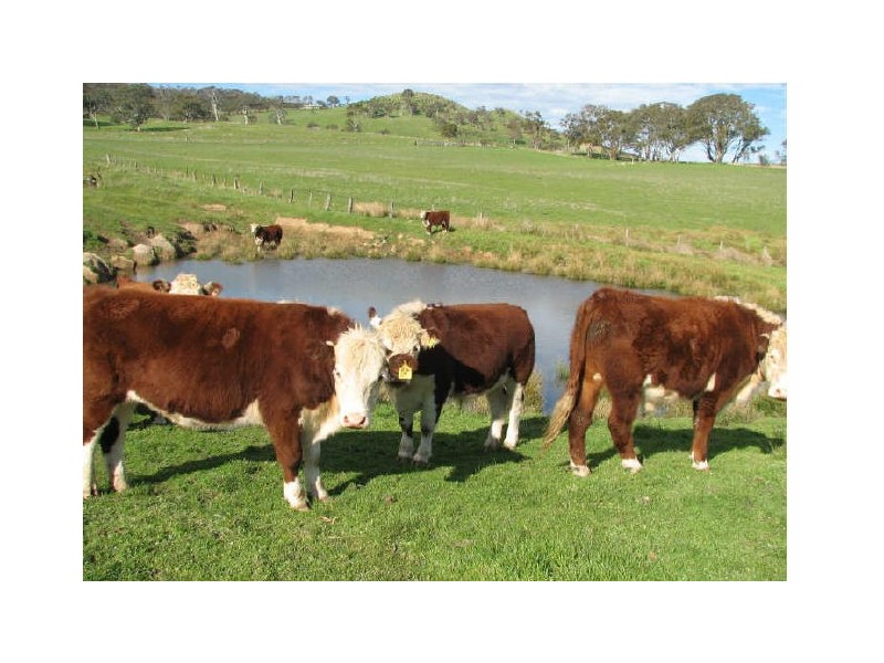 Williams Road, Mount Barker SA 5251