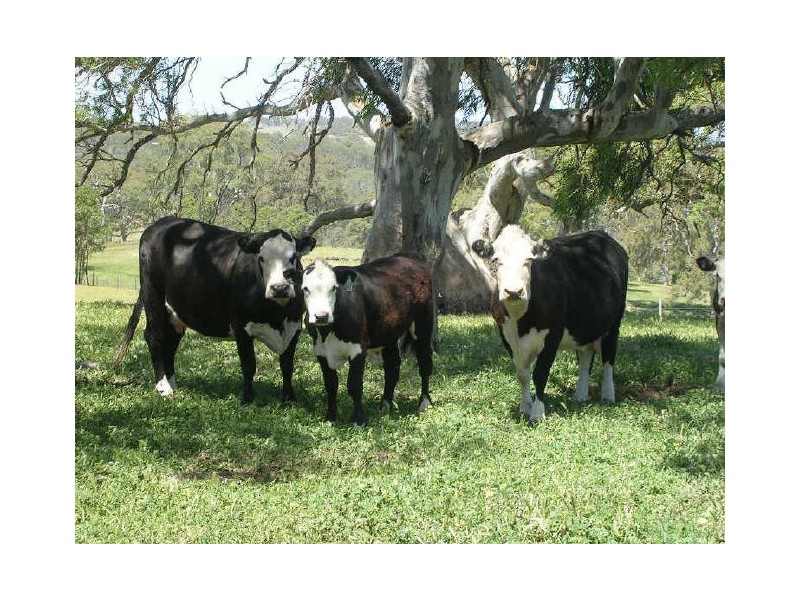 Gemmell Road, Macclesfield SA 5153