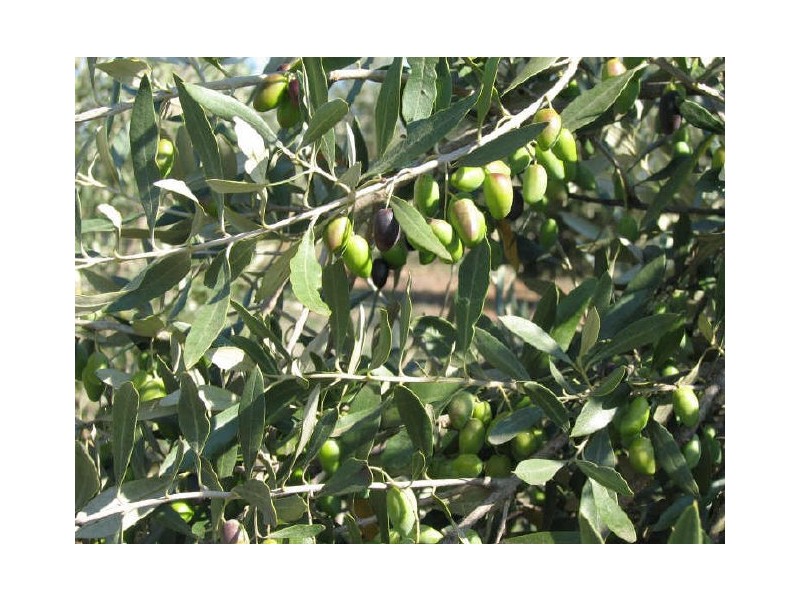 Lot 69 Bald Hills Road, Nairne SA 5252