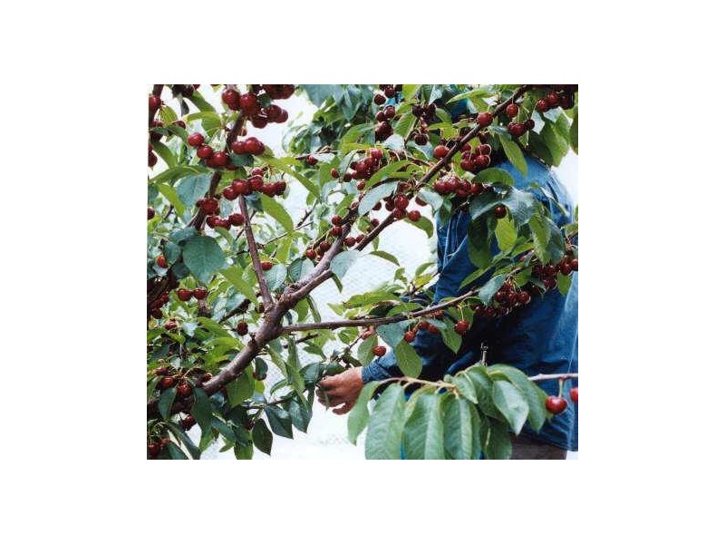 Lot 20 Field Road, Echunga SA 5153