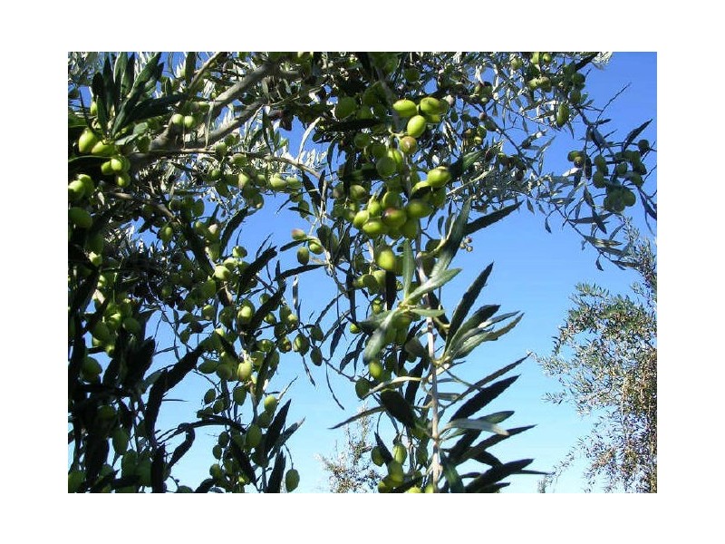 Lot 3 Kallina Road, Mypolonga SA 5254