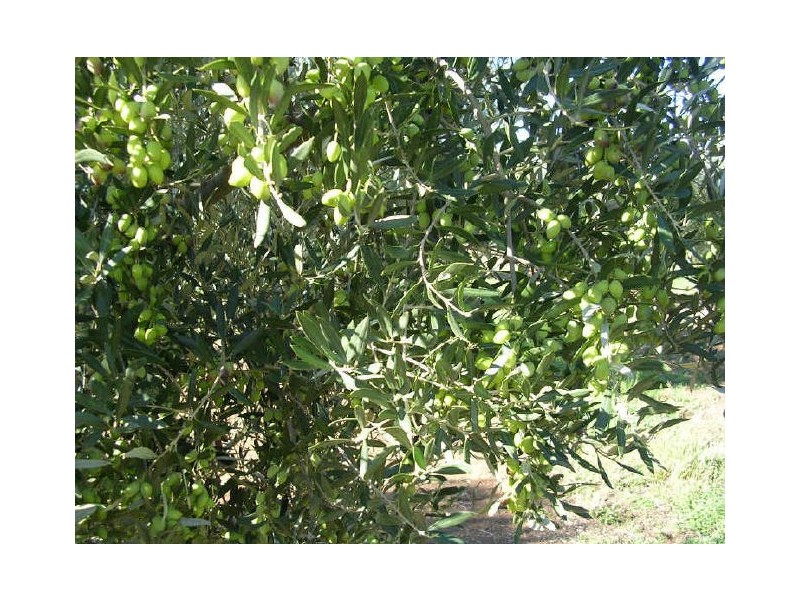 Lot 3 Kallina Road, Mypolonga SA 5254