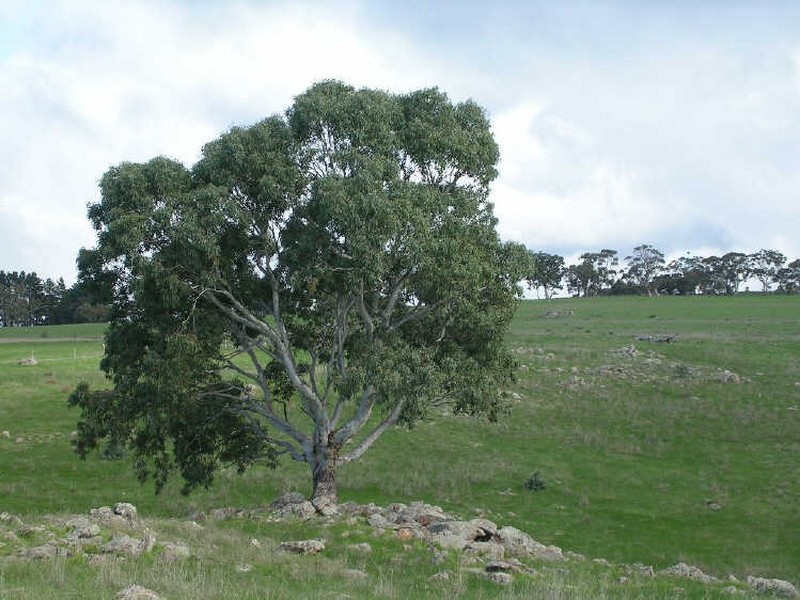 Lot 5/ Archer Hill Road, Wistow SA 5251