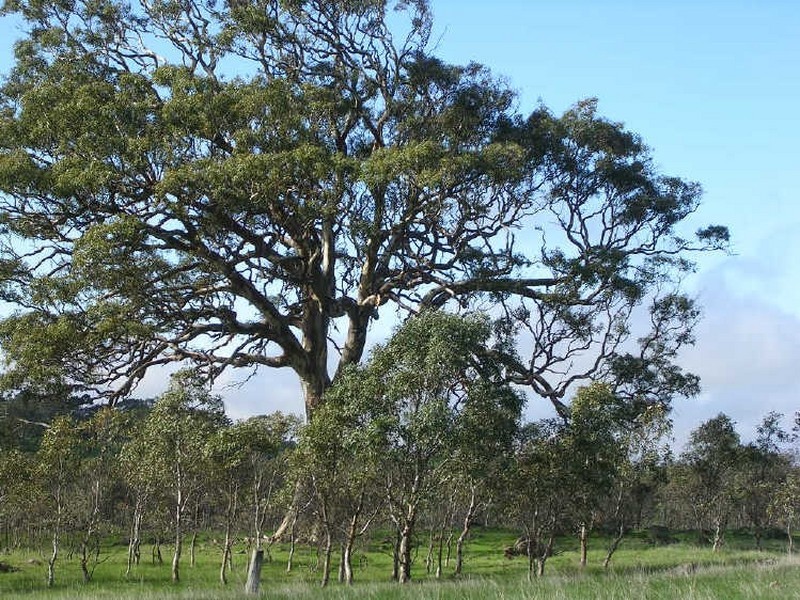 Lot 5/ Archer Hill Road, Wistow SA 5251