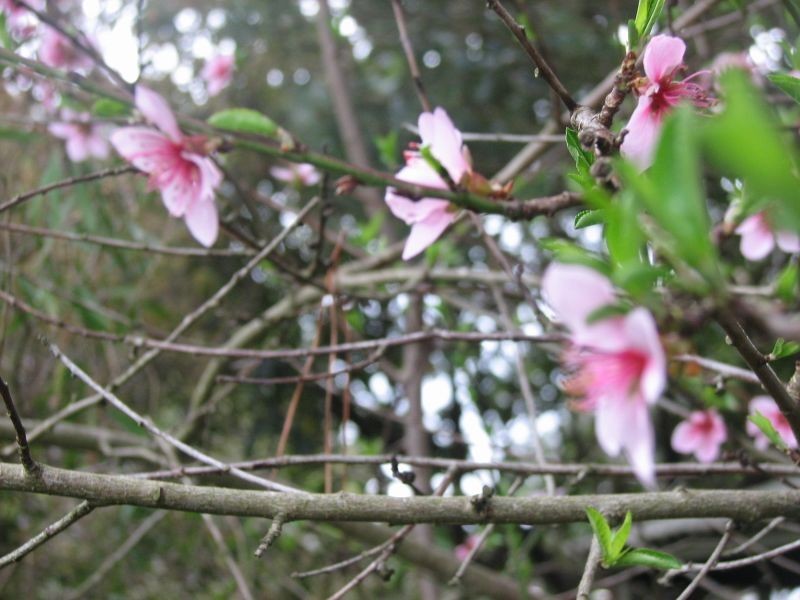 3 Phillip Street, Mount Barker SA 5251